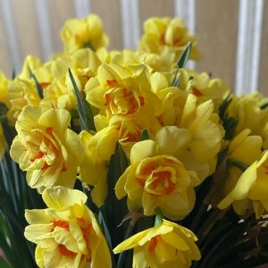 LATVIJA audzētas narcises 16