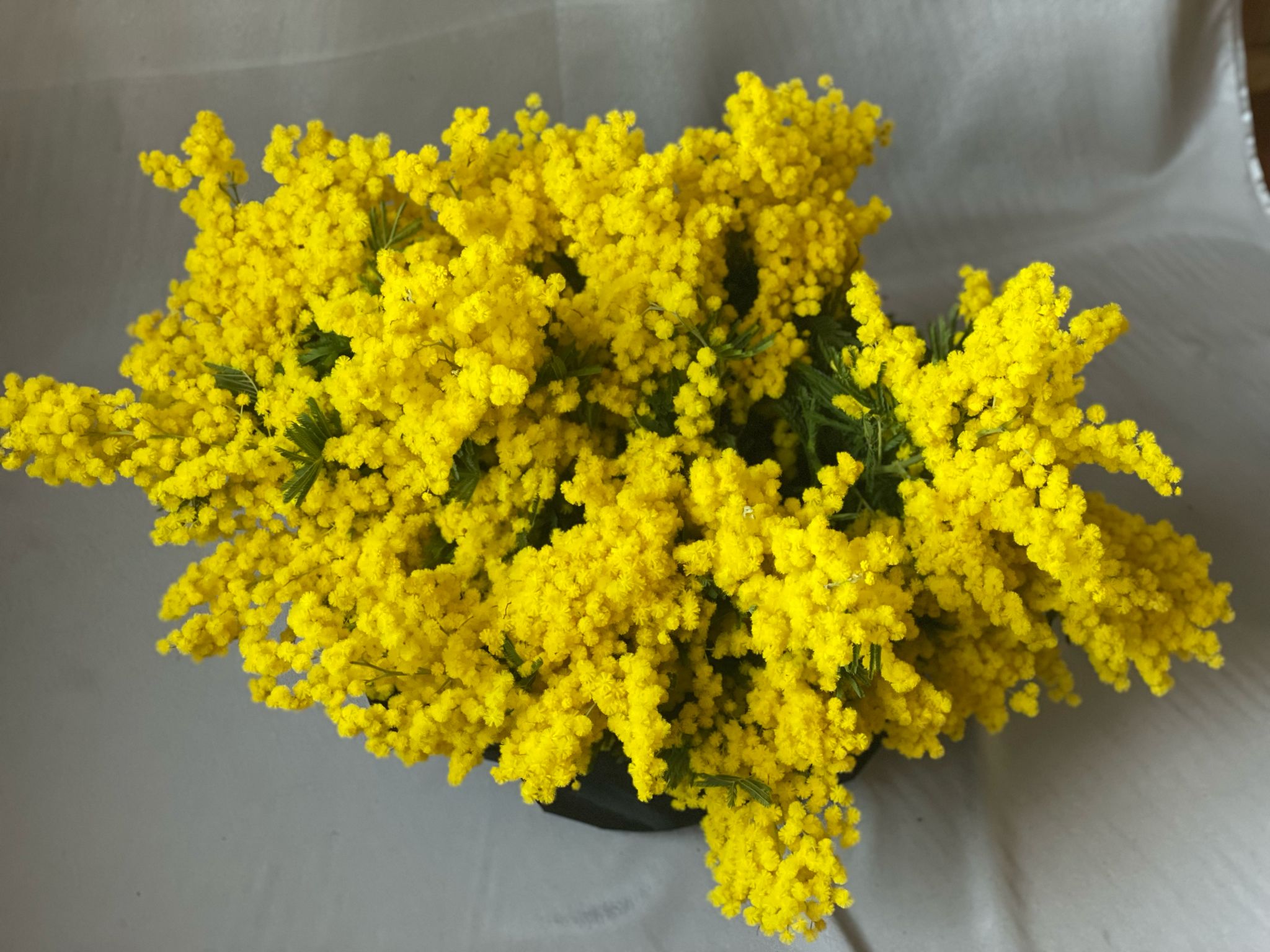 WhatsApp Image 2025-03-06 at 14.11.36