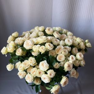 Baltas zarotas rozes