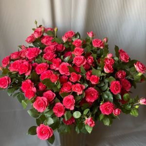 Krūmu rozes.