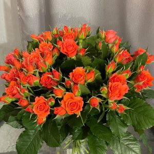 Oranžas zaru rozes